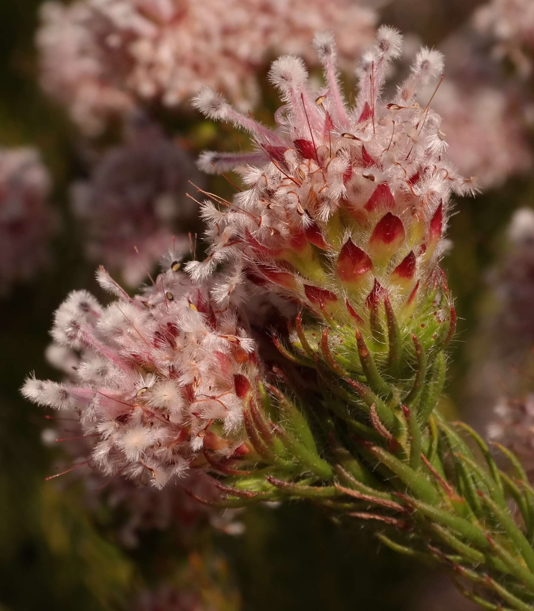 Image of Sorocephalus lanatus (Thunb.) R. Br.