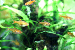 Image of Ember tetra