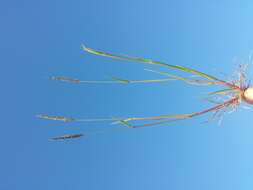 Image of black-grass