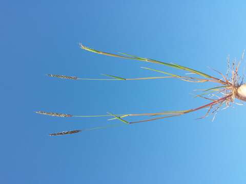 Image of black-grass