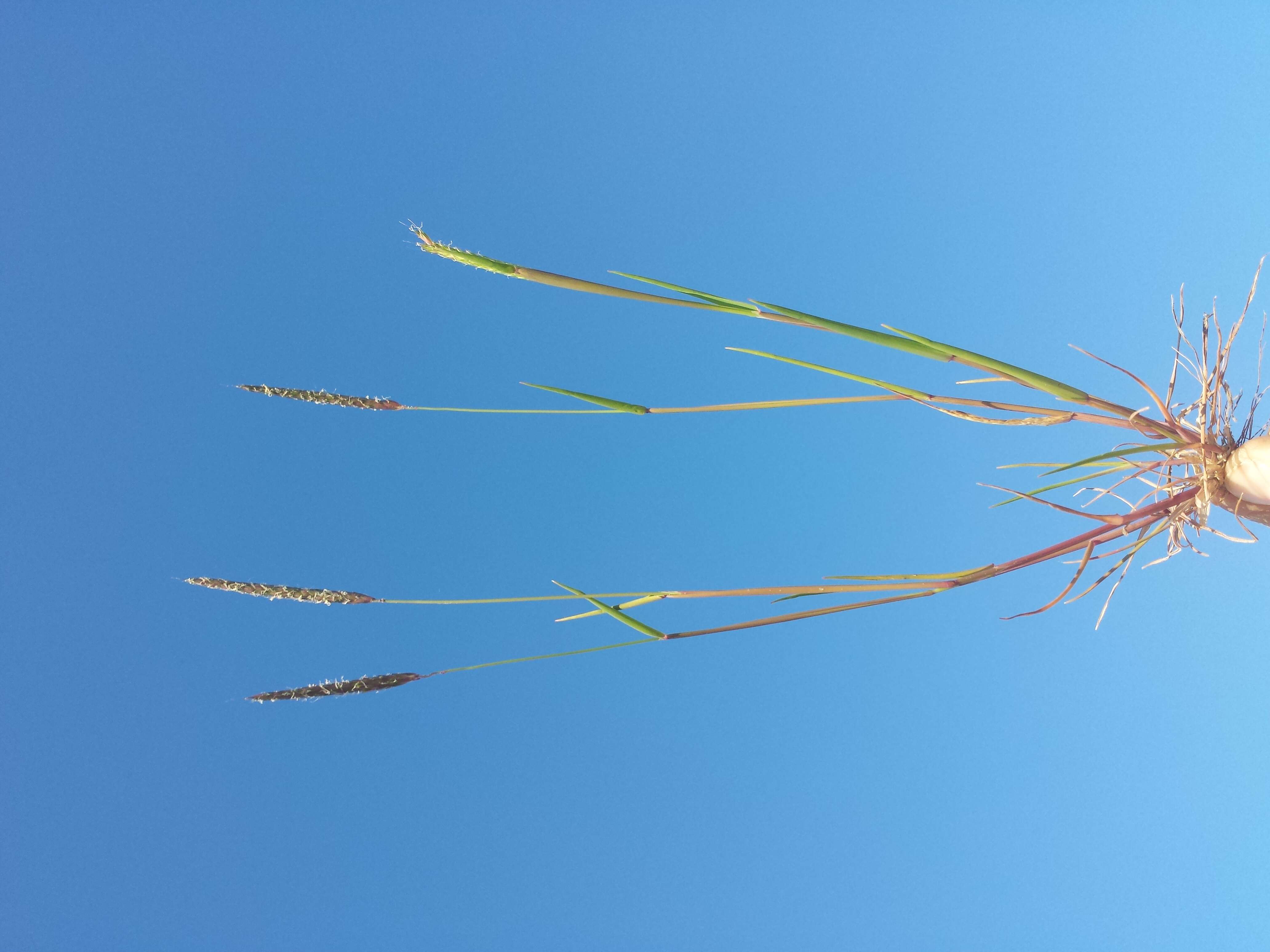 Image of black-grass