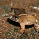 Image of Small wrinkled frog
