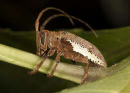 Image of Twig Girdling Beetles