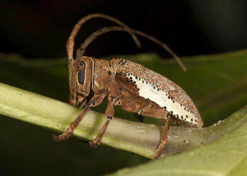 Image of Twig Girdling Beetles