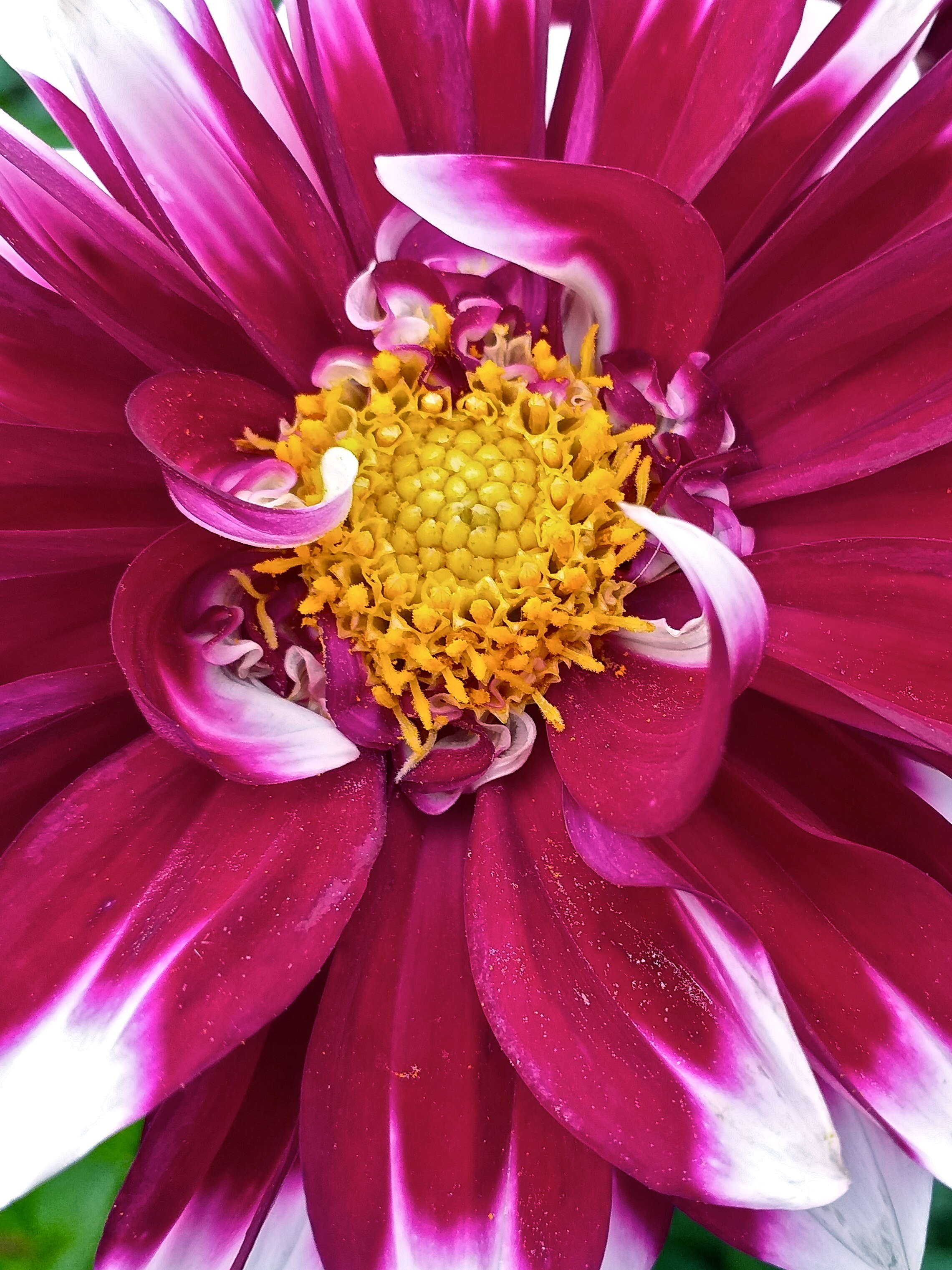 Image of pinnate dahlia