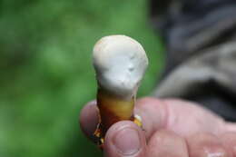 Image of lingzhi mushroom