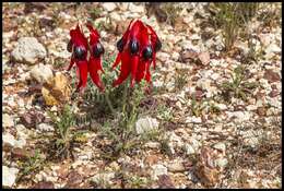 Plancia ëd Swainsona formosa (G. Don) J. Thompson