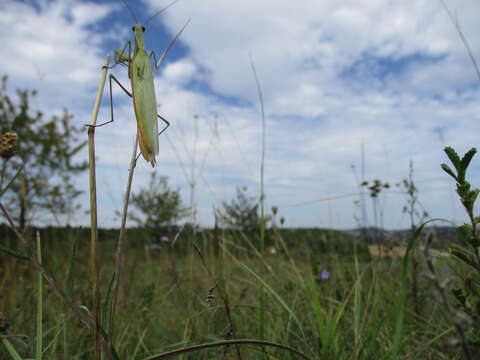 Image of Mantis