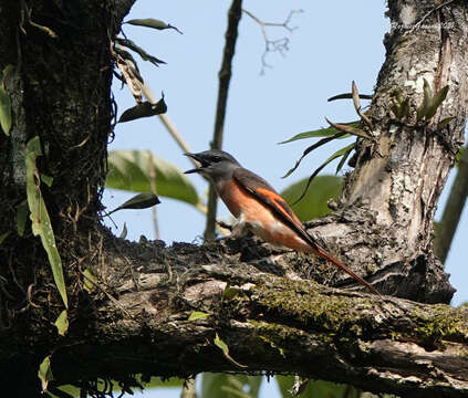 Image of Rosy Minivet