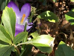 Image of Eastern Carpenter Bee