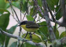 Todirostrum cinereum (Linnaeus 1766) resmi