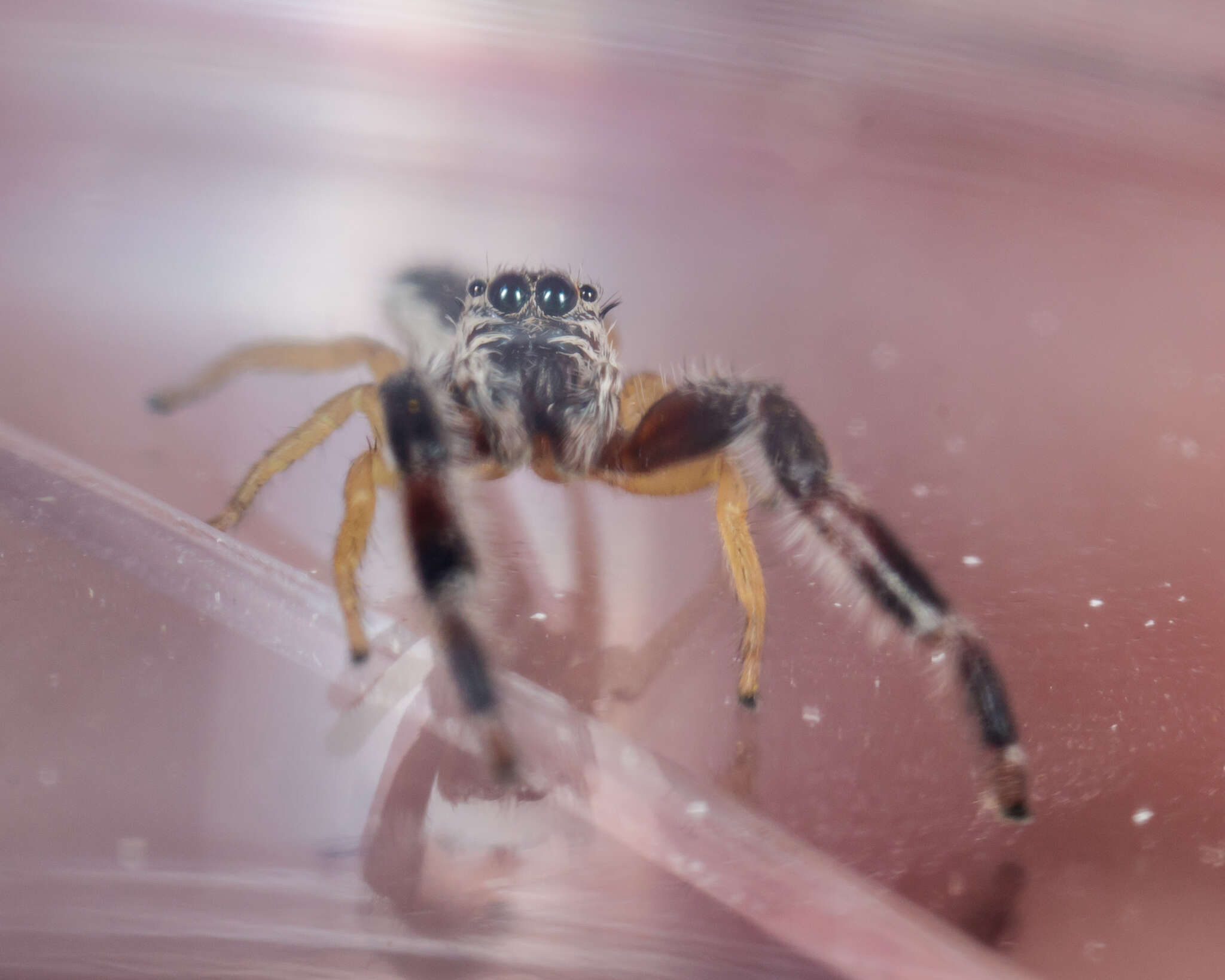 Image of Pike Slender Jumper