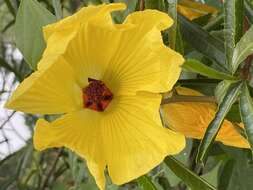 Image of Hibiscus heterophyllus Vent.