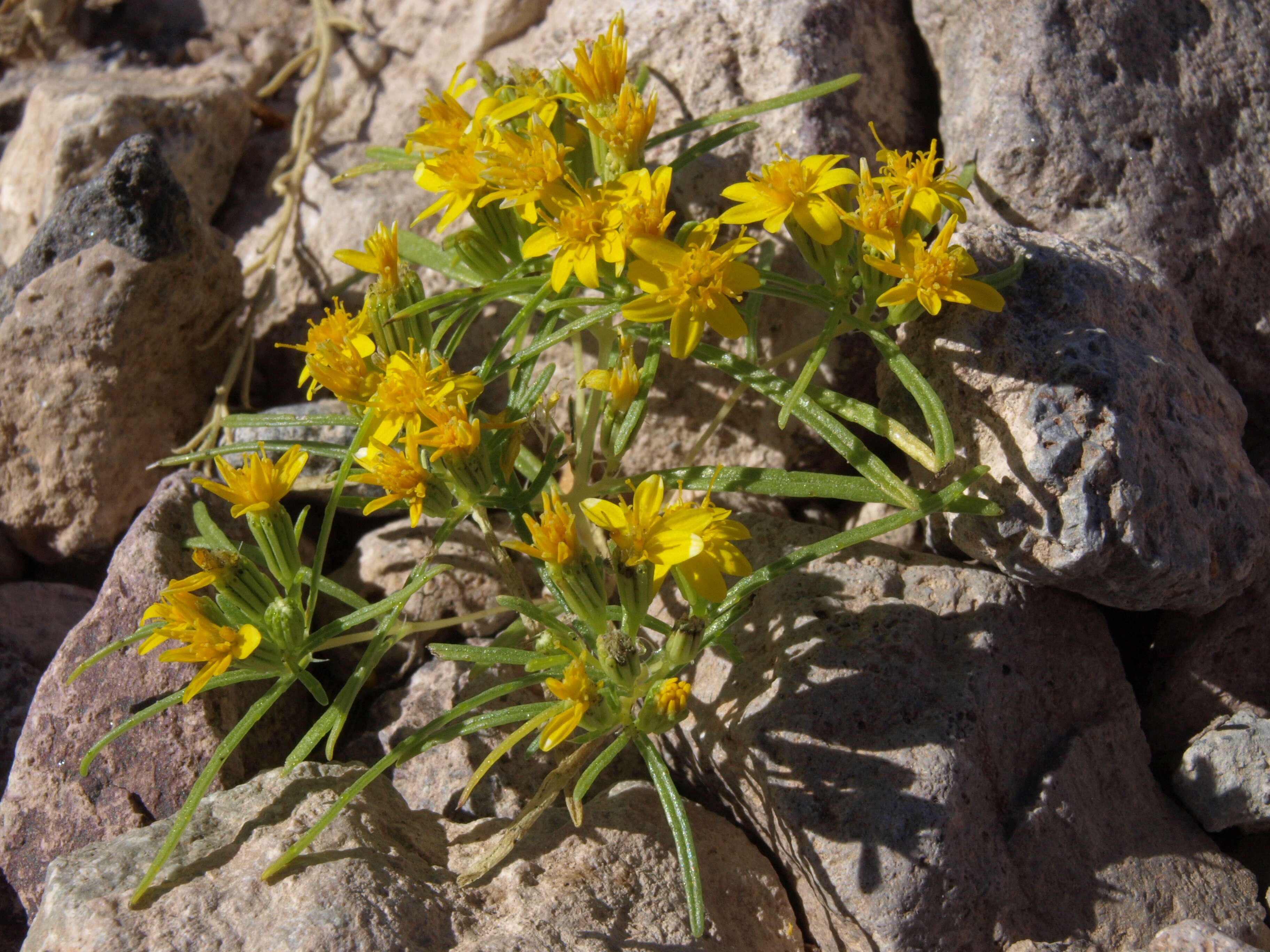 Image of manybristle chinchweed