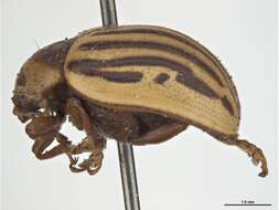 Image of Sunflower Beetle