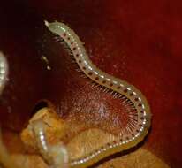 Image of Spotted snake millipede