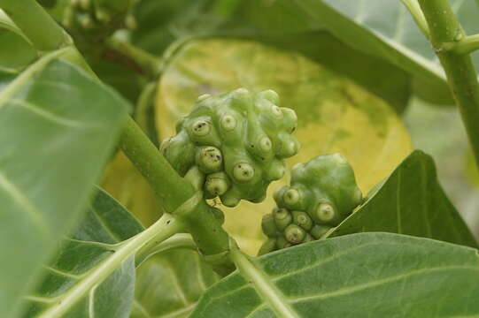 Image of Indian mulberry