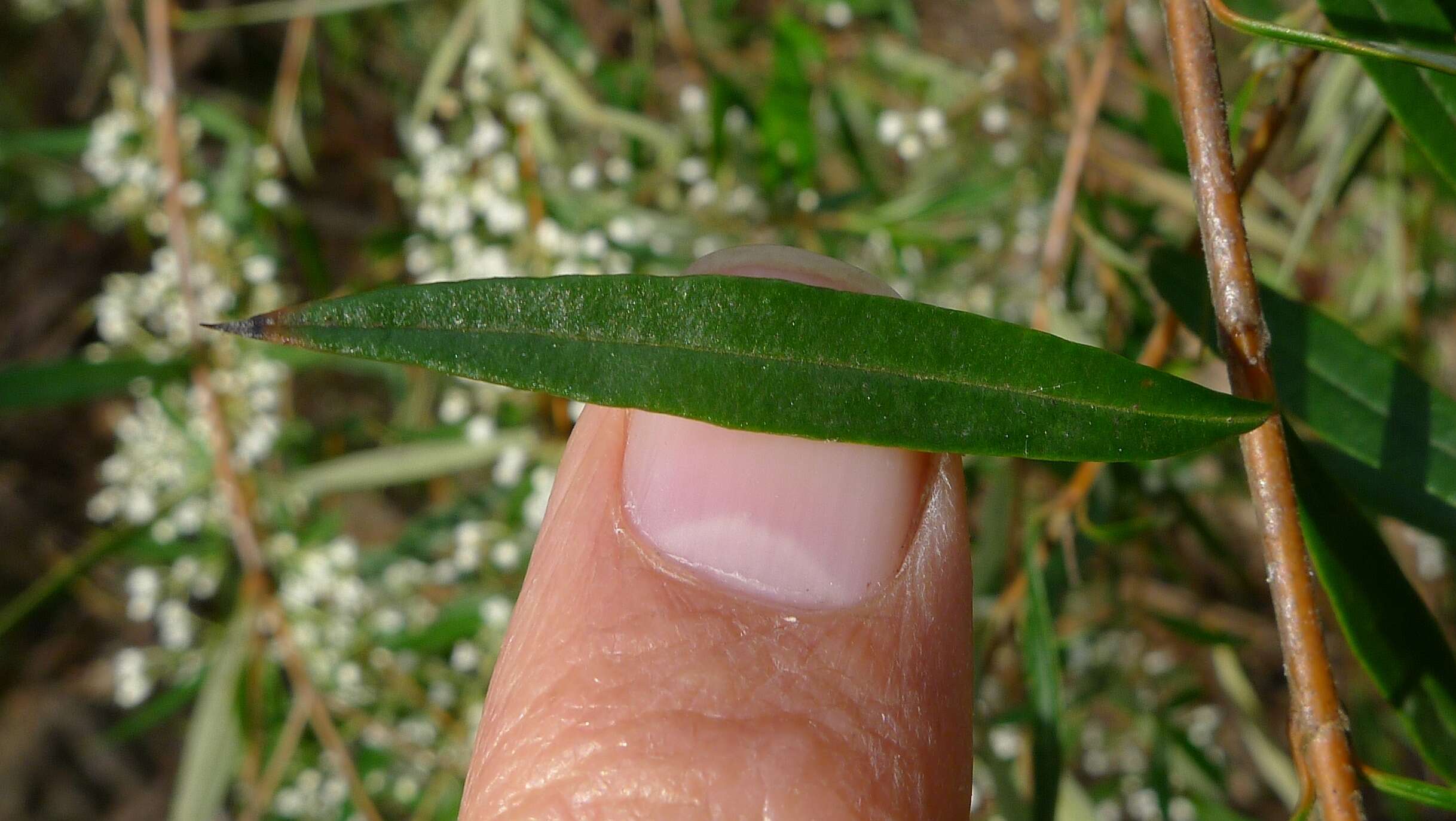 Plancia ëd Logania albiflora (Andrews & Jacks.) Druce