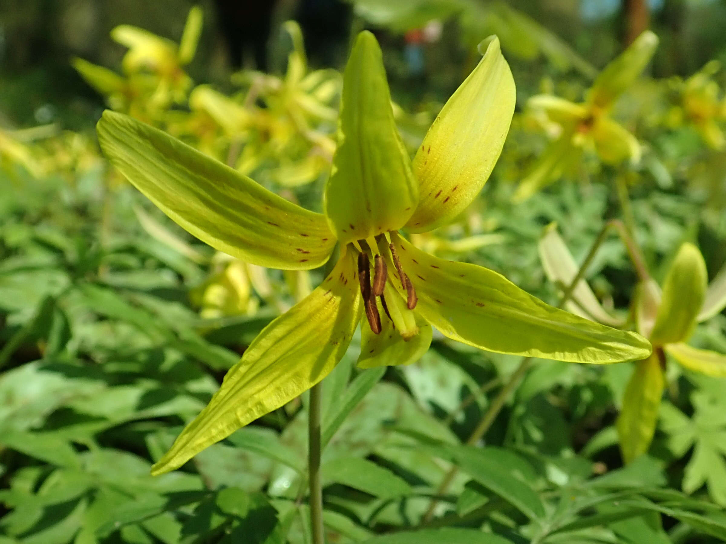 Imagem de Erythronium americanum Ker Gawl.