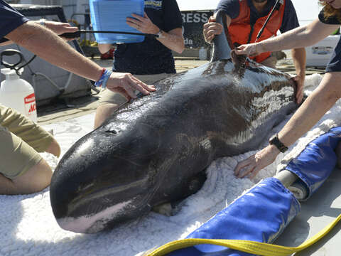 Image of pygmy killer whale