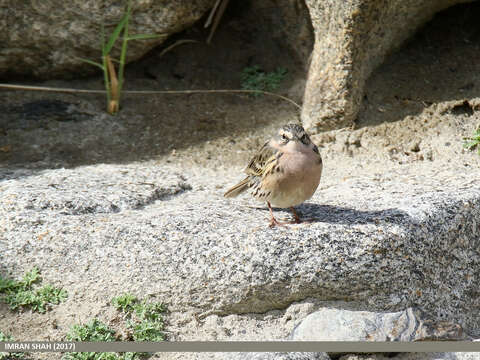 Image of Rosy Pipit