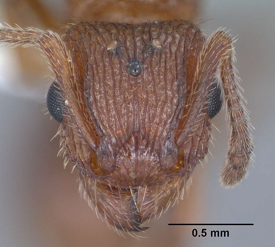 Image of Tetramorium hispidum (Wheeler 1915)