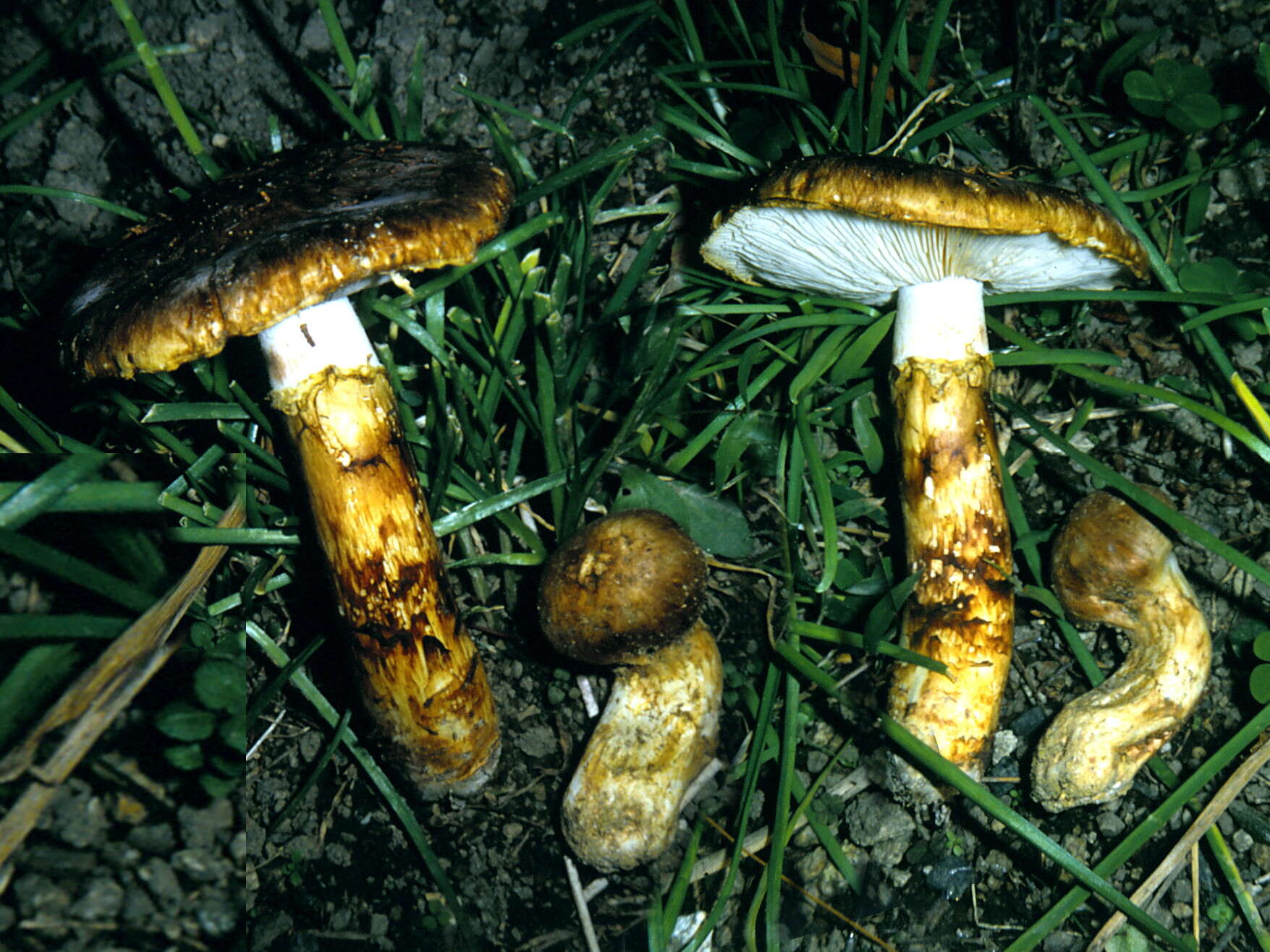 Tricholoma matsutake (S. Ito & S. Imai) Singer 1943 resmi