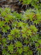 Image of great hairy screw-moss