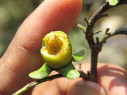 Image de Diospyros ebenum J. Koenig ex Retz.