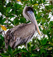 Image of Pelecanus occidentalis urinator Wetmore 1945