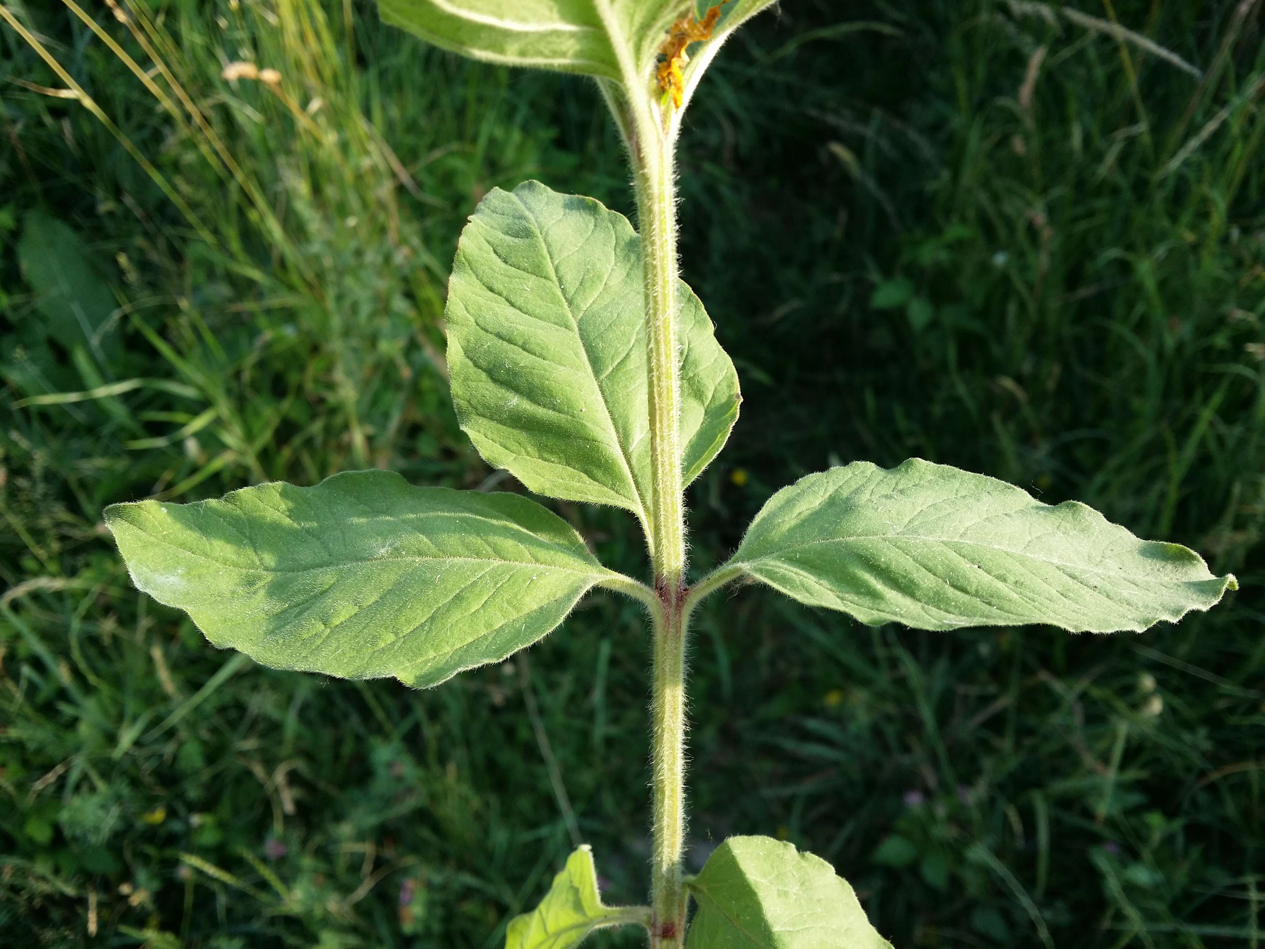 Слика од Lysimachia punctata L.