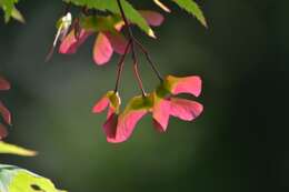 Image of Japanese maple