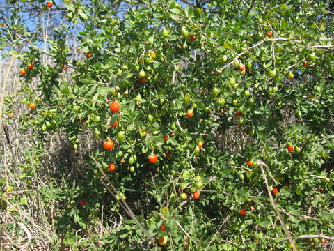 Image of African boxthorn