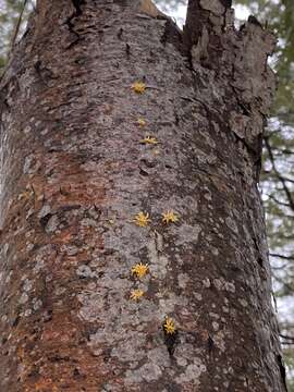 Image of Calocera cornea (Batsch) Fr. 1827