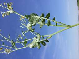 Image of wild radish