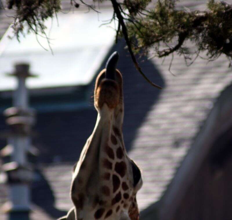 Image of reticulated giraffe