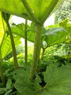 Image of giant rhubarb