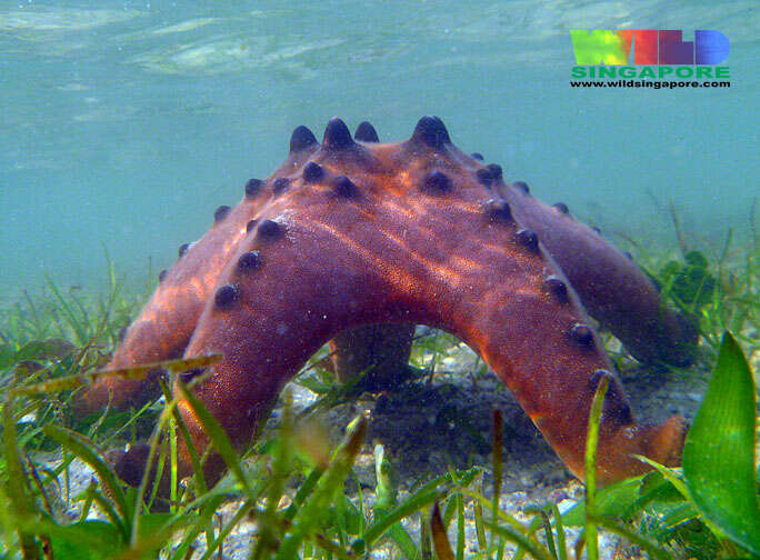 Image of chocolate chip sea star