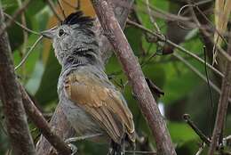 Image of Rufous-winged Antshrike