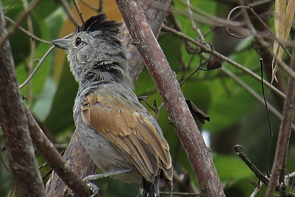 Image of Rufous-winged Antshrike