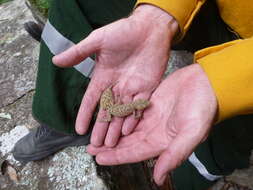 Image of Broad-tailed Gecko