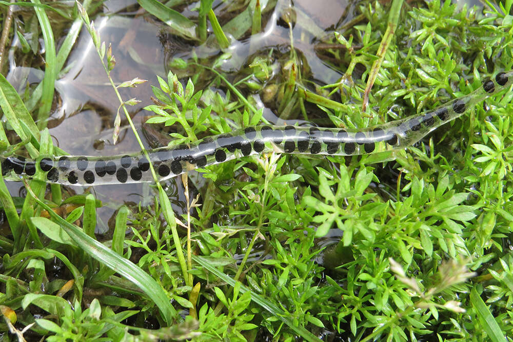 Rhinella arenarum (Hensel 1867)的圖片