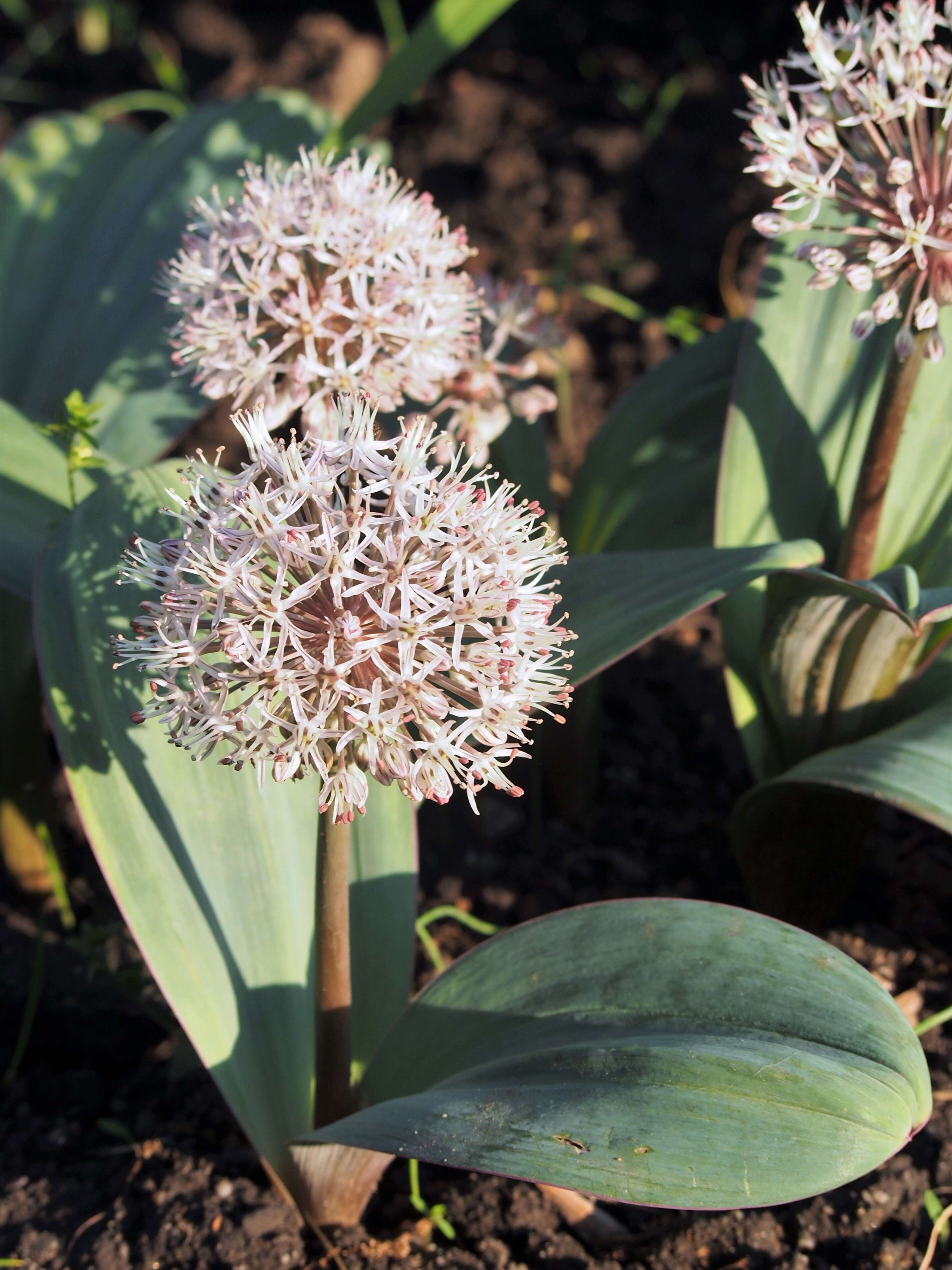 Image of Turkestan onion