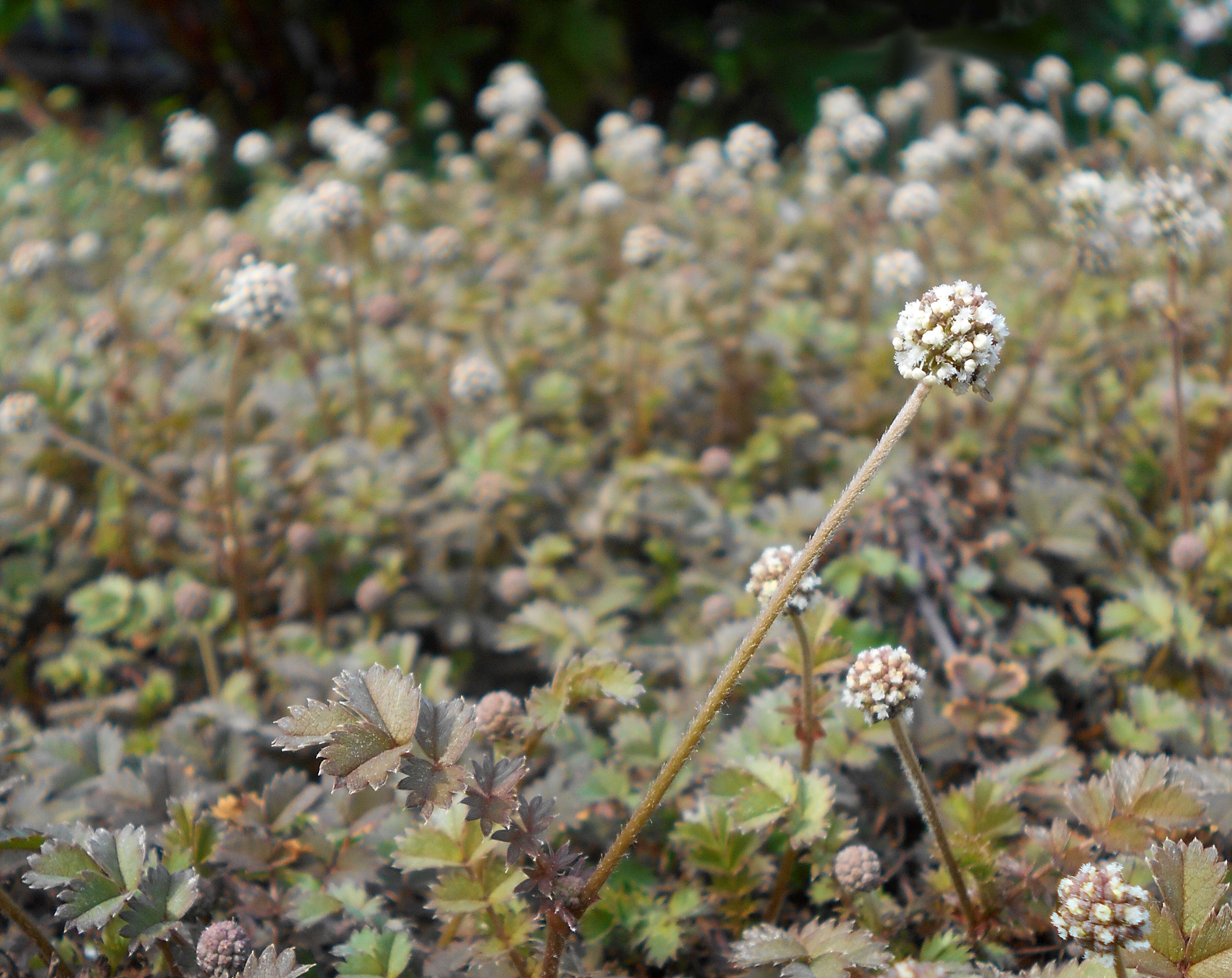 Image of Acaena microphylla Hook. fil.