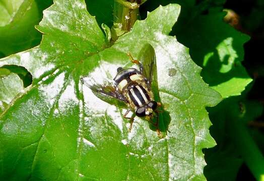 Image of three-lined hoverfly