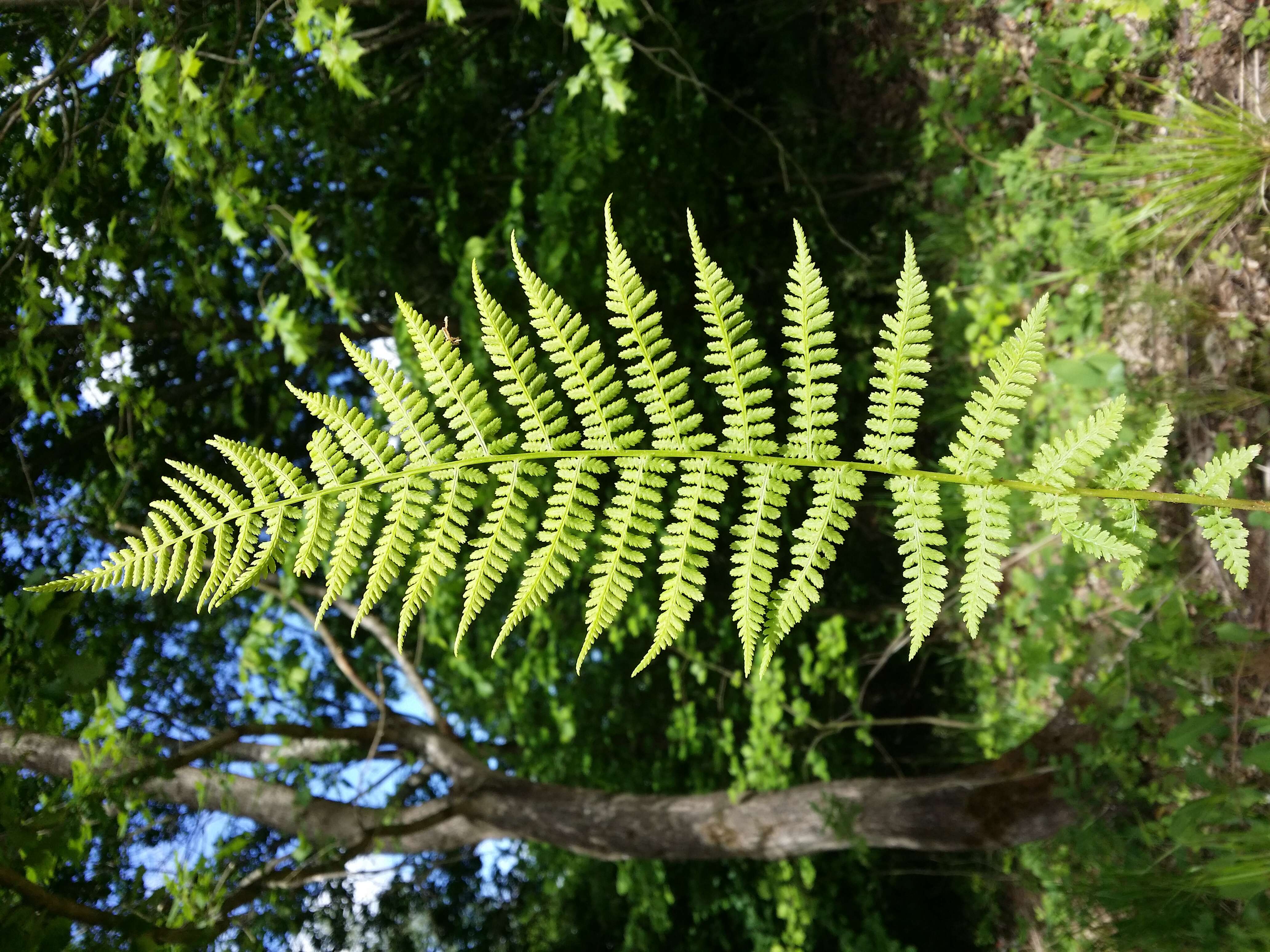 Image of Lady-fern