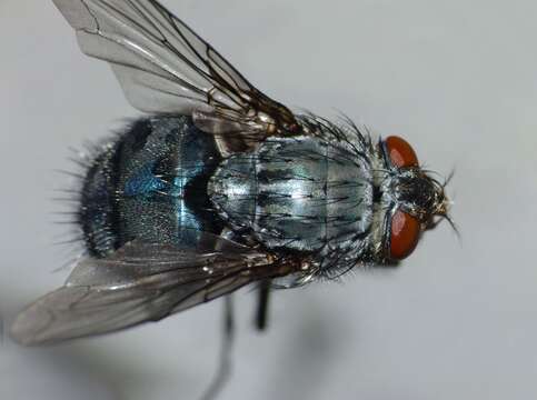 Image of Blue blowfly