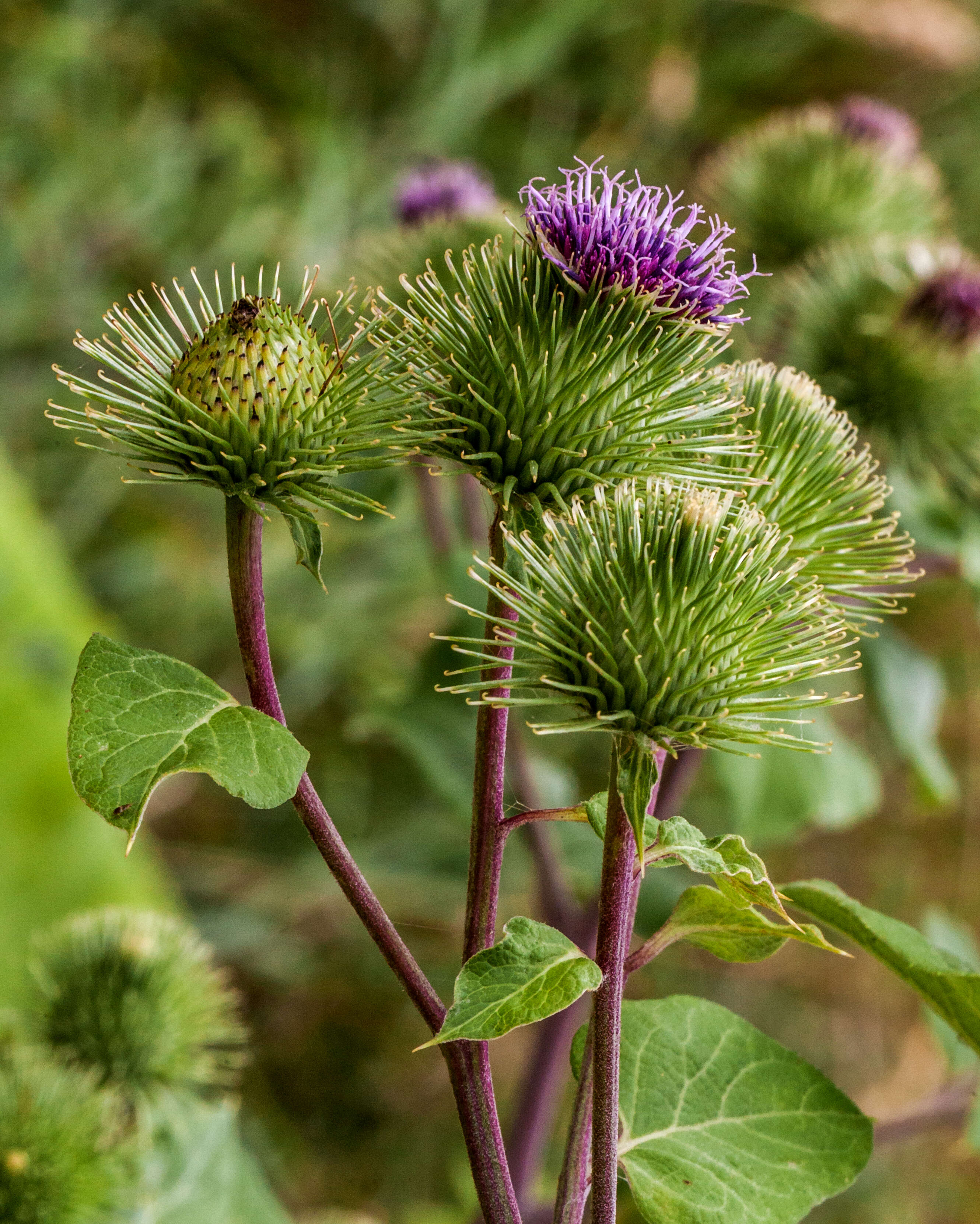 Image of common burdock