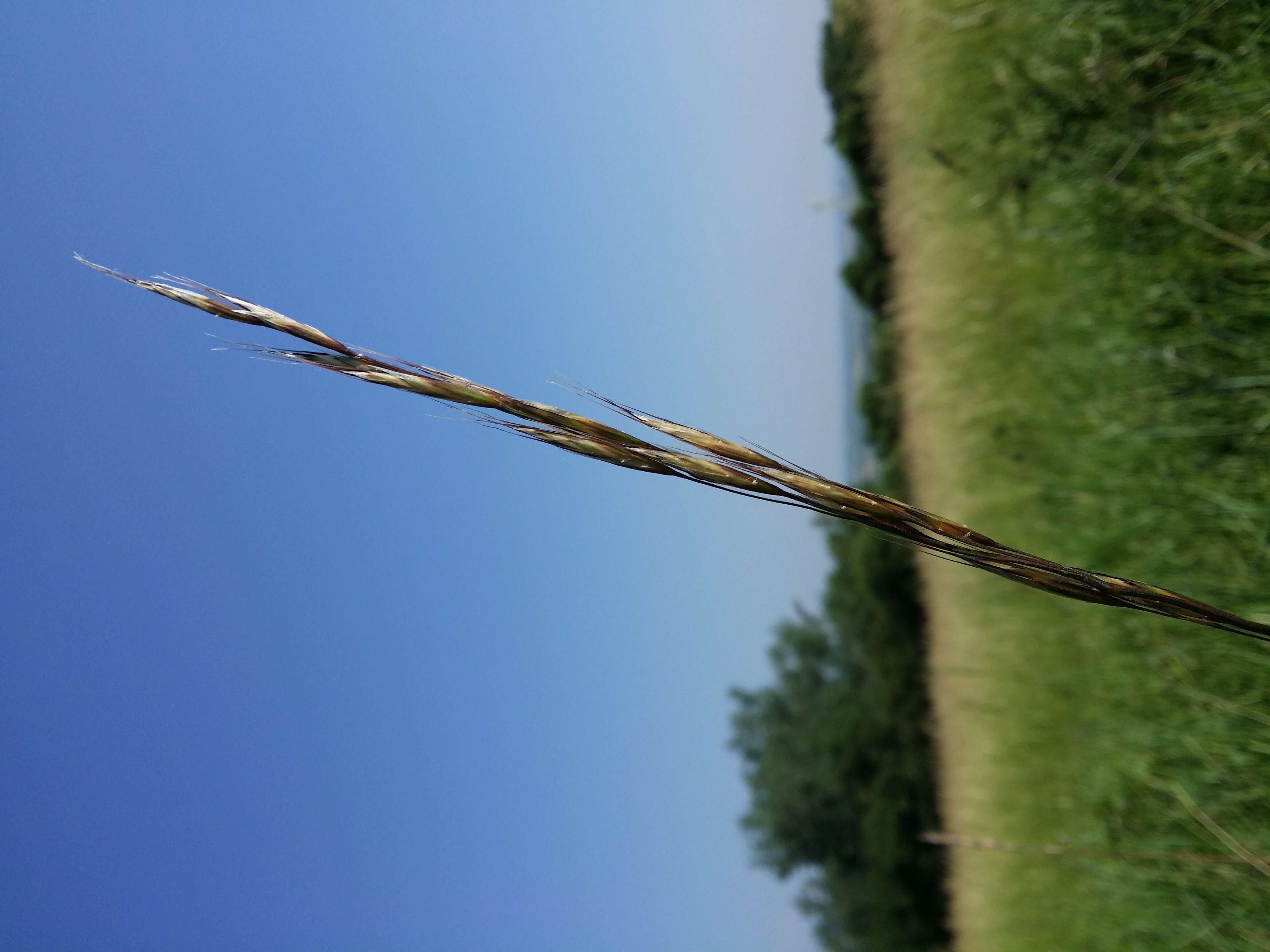 Image of Helictochloa pratensis (L.) Romero Zarco