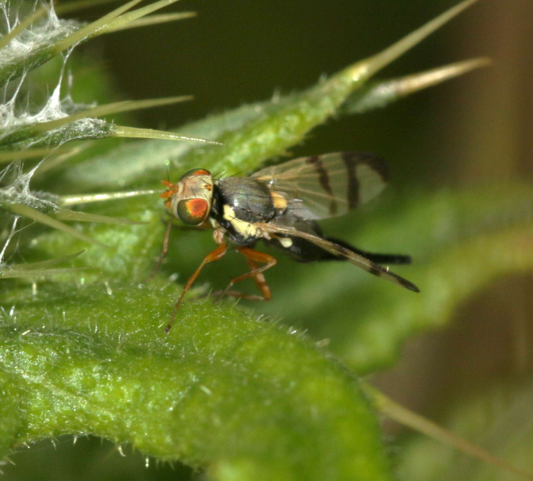 Image of Urophora stylata (Fabricius 1775)